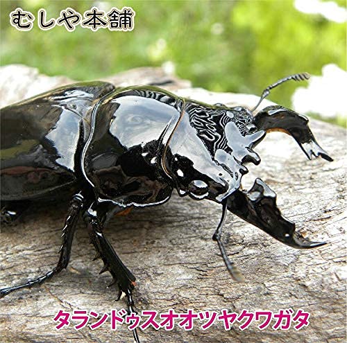 Amazon | むしや本舗 昆虫 タランドゥスオオツヤクワガタ 成虫 オス